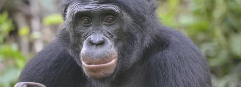 Les bonobos «préfèrent» les brutes aux gentils