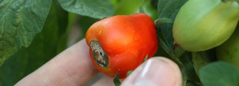 Comment empêcher les tomates d'avoir le «cul noir» ?