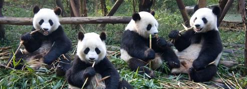 Une lignée de pandas géants vivant il y a 22.000 ans a complètement disparu