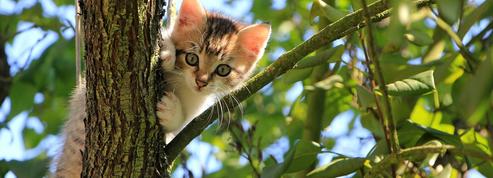 Journee Du Chat Dernieres Actualites Et Videos Sur Le Figaro Fr Journee Du Chat Dernieres Actualites Et Videos Sur Le Figaro Fr
