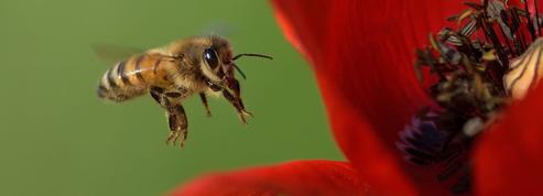 Les abeilles deviendraient accros aux insecticides néonicotinoïdes
