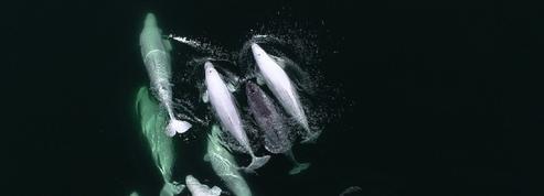 Les images exceptionnelles d'une licorne des mers adoptée par des bélugas
