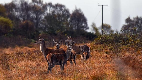 Une harde de biches, à Ulva.