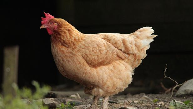 Durée De Vie D Une Poule Rousse Un site internet propose de louer des poules pondeuses