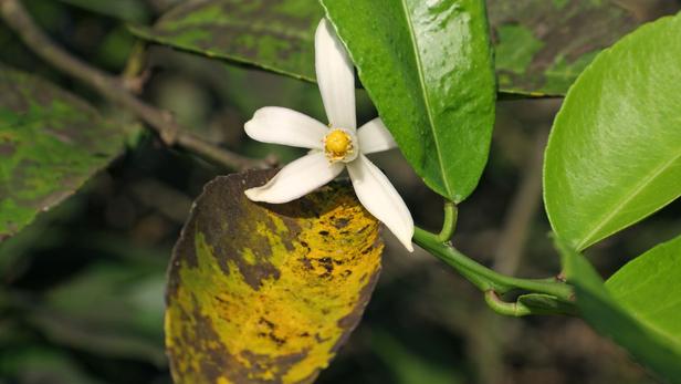 Pourquoi mon mandarinier ne fait pas de fruits ?