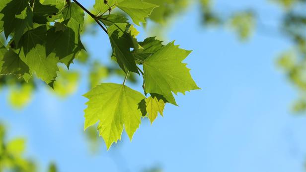 Est-ce qu'un érable perd ses feuilles en hiver ?