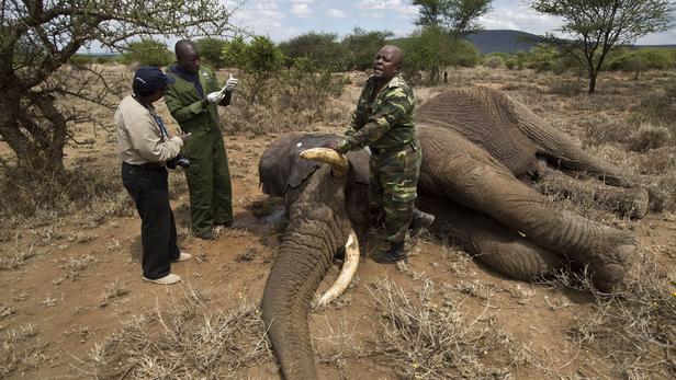 Braconnage Et Trafics Mettent En Danger Les Espèces Protégées