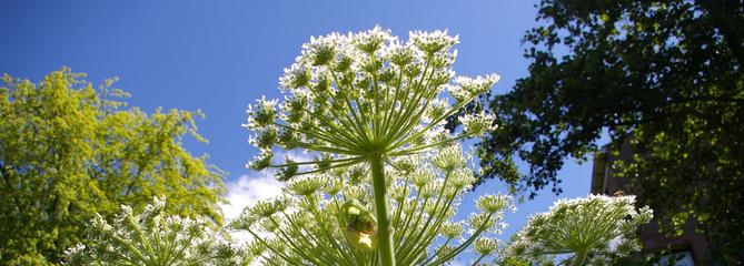 Plantes invasives: comment limiter leur prolifération