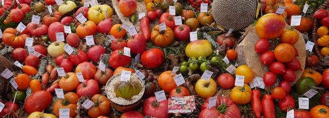 Tomates: l'incroyable collection d'un retraité picard