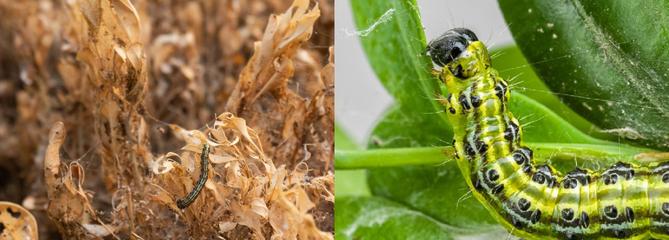 Buis malades: faut-il les arracher ou pas?