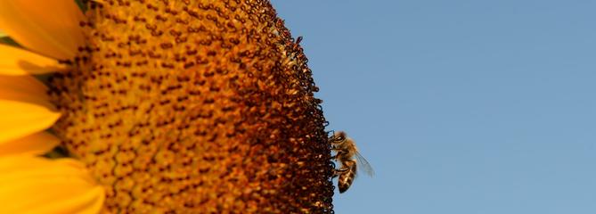 Pour sauver les abeilles, des apiculteurs envoient des graines aux quatre coins du monde