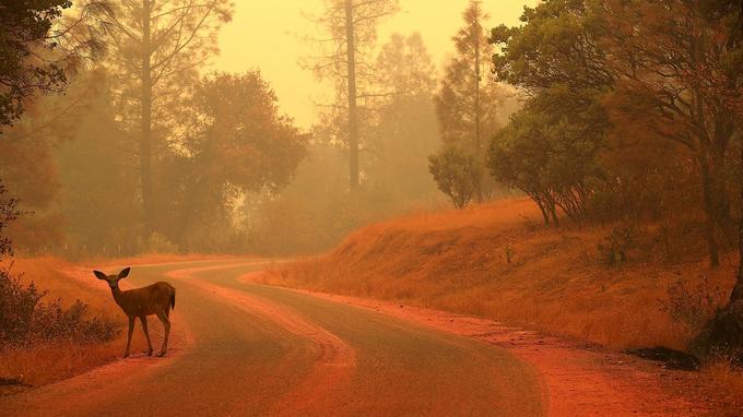  A deer stands on a road covered with fire retardants as the "Carr" fire burns in the area on July 28, 2018 near Redding, California. [19659005] A deer stands on a road covered with fire retardants as the "Carr" fire burns in the area on July 28, 2018 near Redding, California. <span clbad=