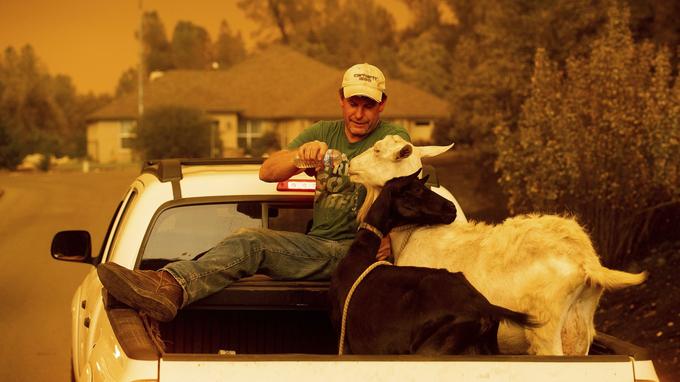  Mark Peterson, who lost his home in the fire "Carr", gives water to the goats who survived the fire 