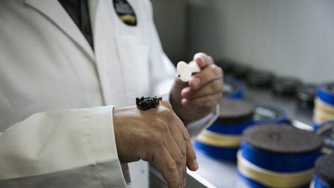 Avec la plus grande précision, le caviar est ensuite égrainé, rincé, salé et mis en boîte sur place, dans un laboratoire près des étangs, avant d'être vendu aux chefs étoilés.