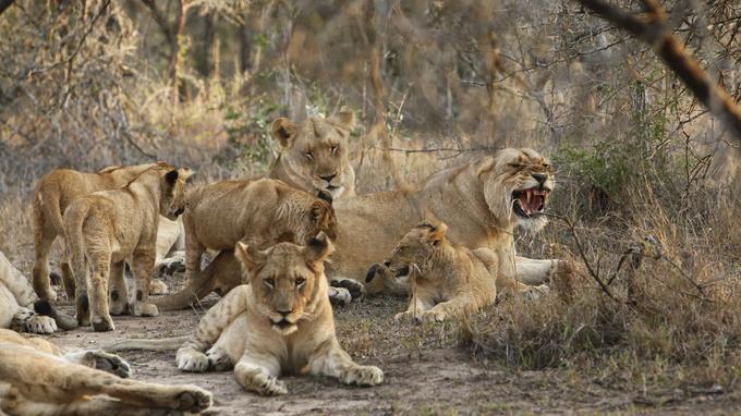 Protection des animaux sauvages les lions et les