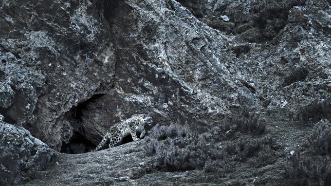 Sur Les Traces De La Panthère Des Neiges Tibet : avec Sylvain Tesson, sur les traces de la panthère des neiges