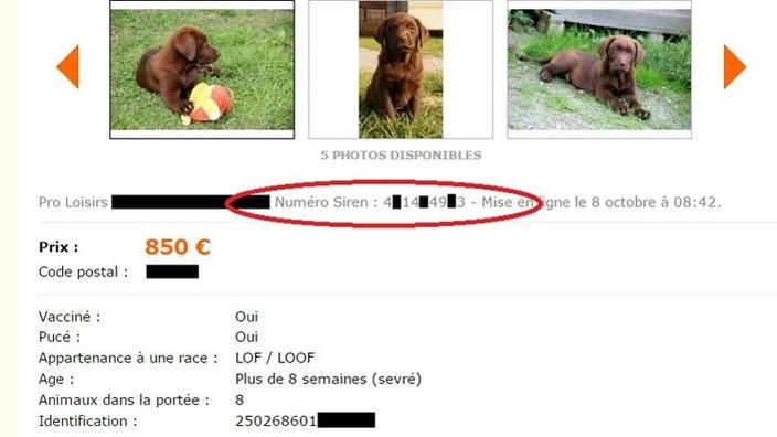 Vendre Un Chat Ou Un Chien Sur Internet Va Devenir Plus Complique