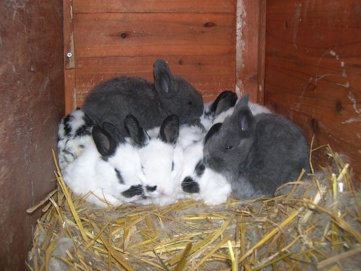 Comment Elever De Vrais Lapins De Ferme