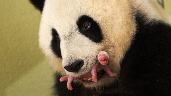 Le Bebe Panda Du Zoo De Beauval A 1 An Et Il Pese Deja 30 Kg