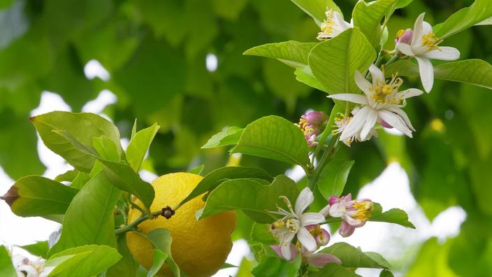 Citronnier Pourquoi Ne Fleurit Il Pas