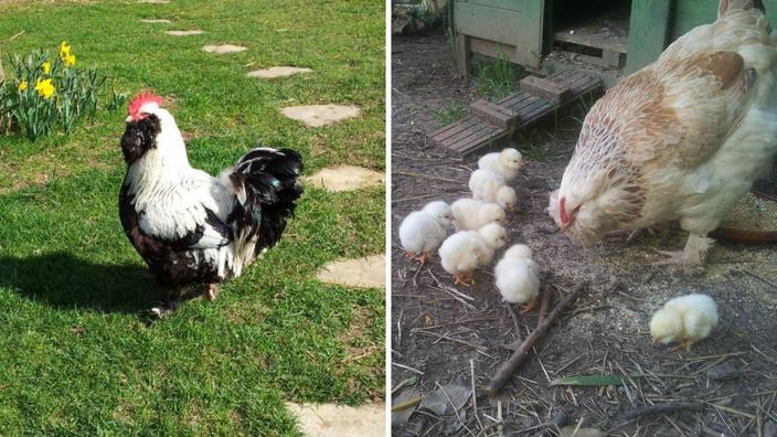 Et Si On élevait Des Poules Au Jardin