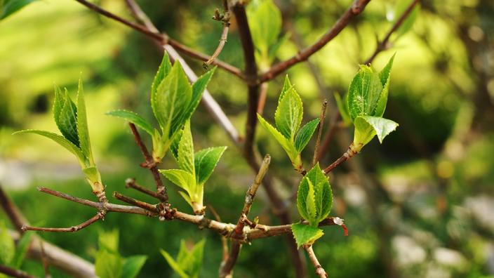 Pourquoi Mon Hydrangea Ne Fleurit Il Pas