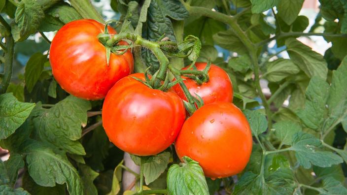 a carne de tomates, picada picada e aplicado à pele, ajuda a acalmar a inflamação devido ao excesso de exposição ao sol.'inflammation due à l'excès d'exposition au soleil.