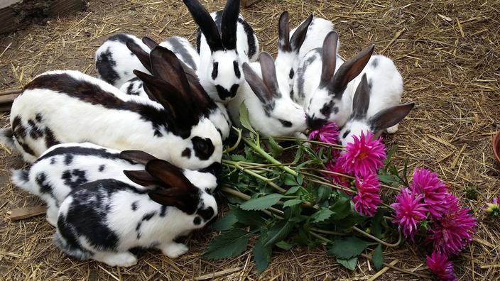 Comment Elever De Vrais Lapins De Ferme