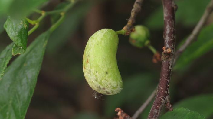 Mirabellier Planter Et Tailler Ooreka