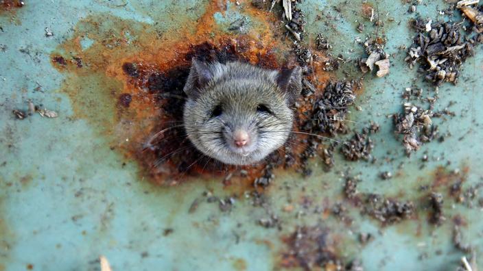 Rat 2 rencontres