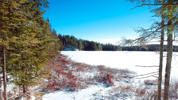 Le Québec en motoneige : l'appel de la forêt Le Québec en motoneige : l'appel de la forêt