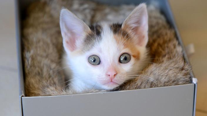 Un Anti Nobel Pour Un Physicien Qui Prouve Que Les Chats Sont Liquides