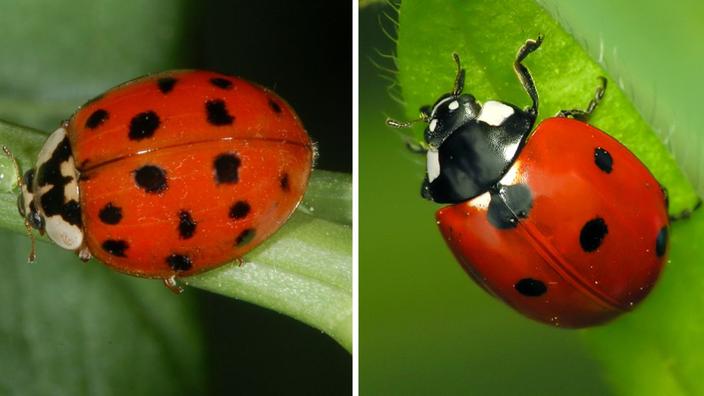 Comment Reconnaitre Facilement Les Coccinelles Asiatiques