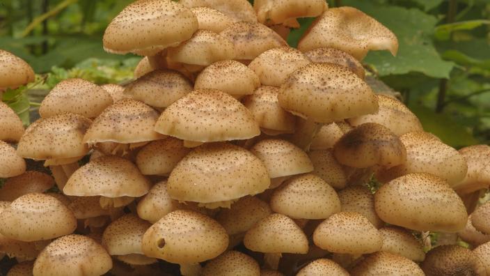 Un Champignon Geant De 2500 Ans Et 400 Tonnes Est Toujours En Pleine Forme