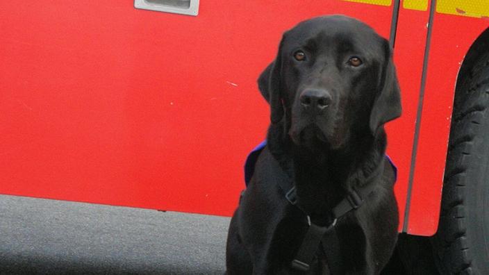 Lol Le Premier Chien D Assistance Judiciaire De France