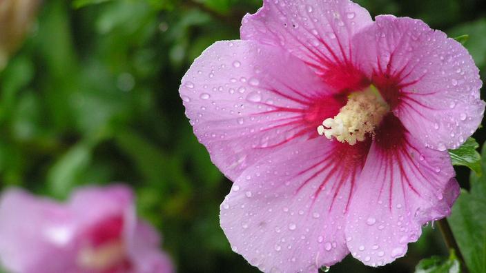 Hibiscus rose des guimauves à base de plantes