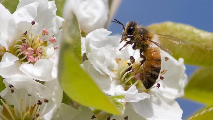 Pourquoi mon poirier ne donne pas de fruits ?