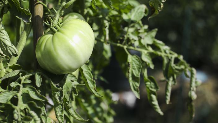 Pourquoi les feuilles de tomates se recroquevillent-elles