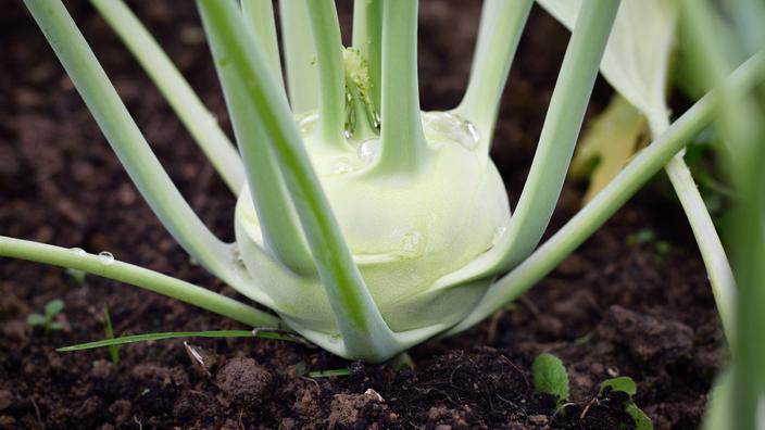 Legume Rave Fiches sur les plantes et fleurs : entretien quotidien et astuces