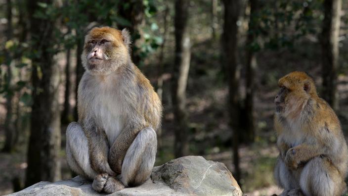 Protection des animaux sauvages les lions et les