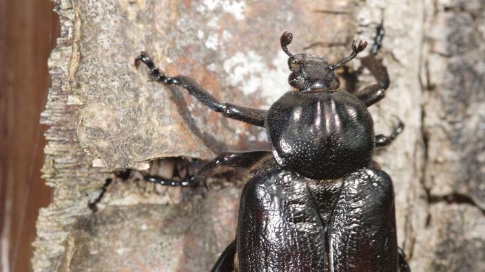 Il Faut Sauver Le Scarabee Pique Prune