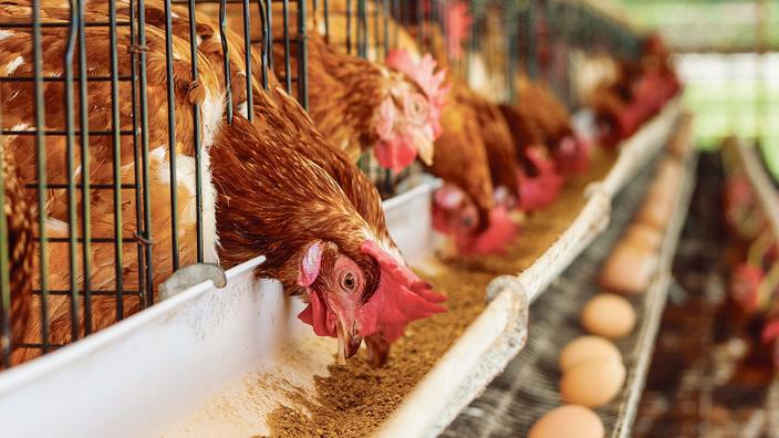 En 2022, tous les œufs en boîtes devront être issus du0027élevage de plein air