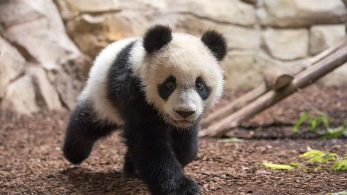 Le Bebe Panda Du Zoo De Beauval A 1 An Et Il Pese Deja 30 Kg