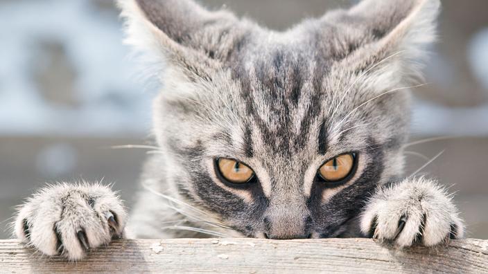 Six Raisons Etayees Scientifiquement De Detester Les Chats Ou De S En Mefier Six Raisons Etayees Scientifiquement De Detester Les Chats Ou De S En Mefier