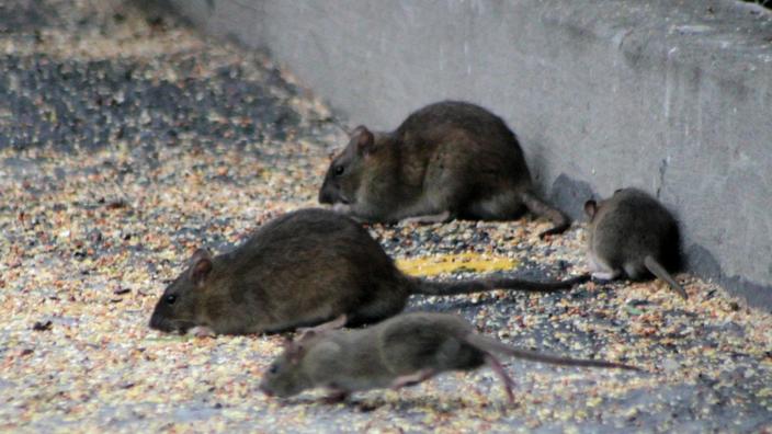 Pourquoi Les Chats Sont Impuissants Face Aux Rats