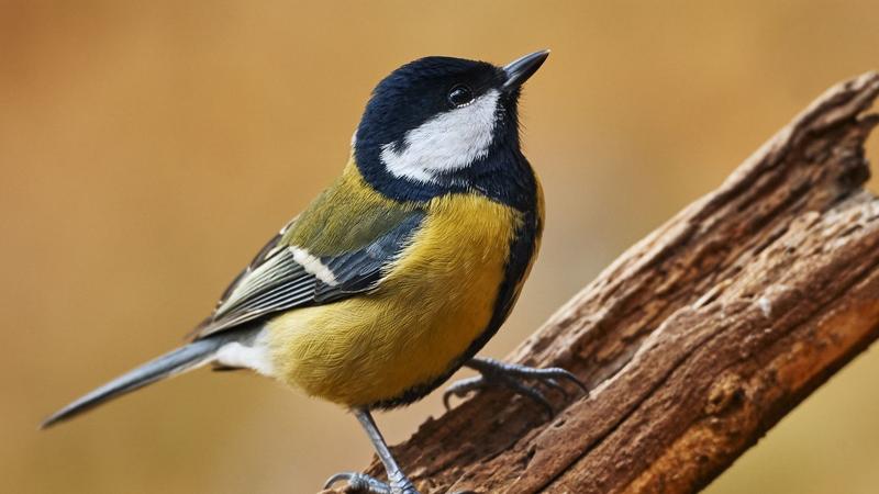 Lhiver Les Oiseaux Du Jardin Ont Besoin De Nous - 