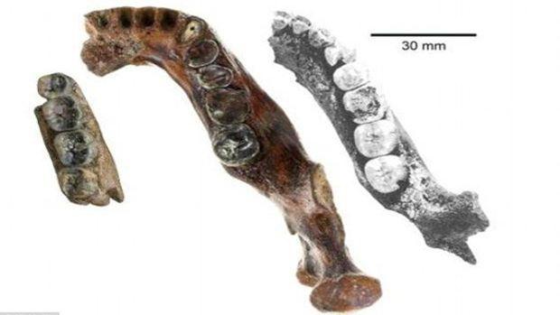 Malgré son jeune âge, «Penghu 1» (au centre) est plus large que les mandibules d'Homo erectus trouvées à Java (à gauche) et en Chine (à droite).