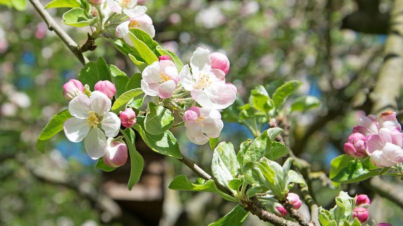 Les Fleurs Dun Arbre Donnent Elles Toujours Des Fruits