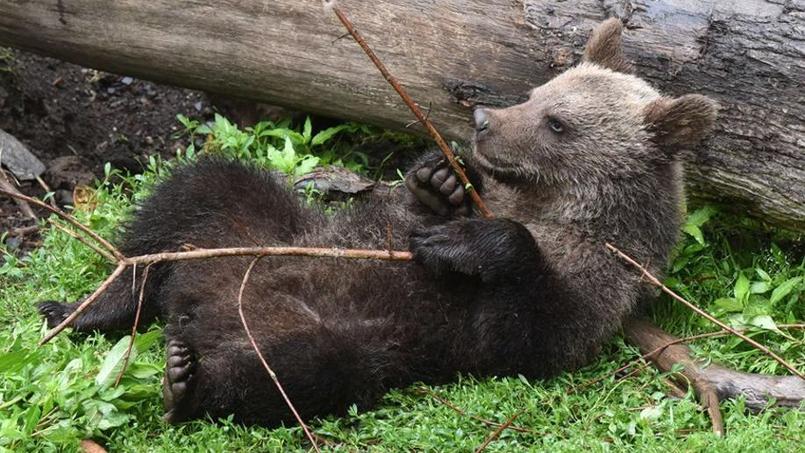 Chine Ses Chiots Sont Devenus Des Ours