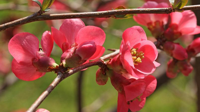 Cognassier Du Japon Larbuste Du Printemps